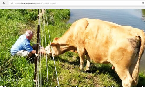 The Line That Can’t Be Crossed: The Politics of Skinning a Cow