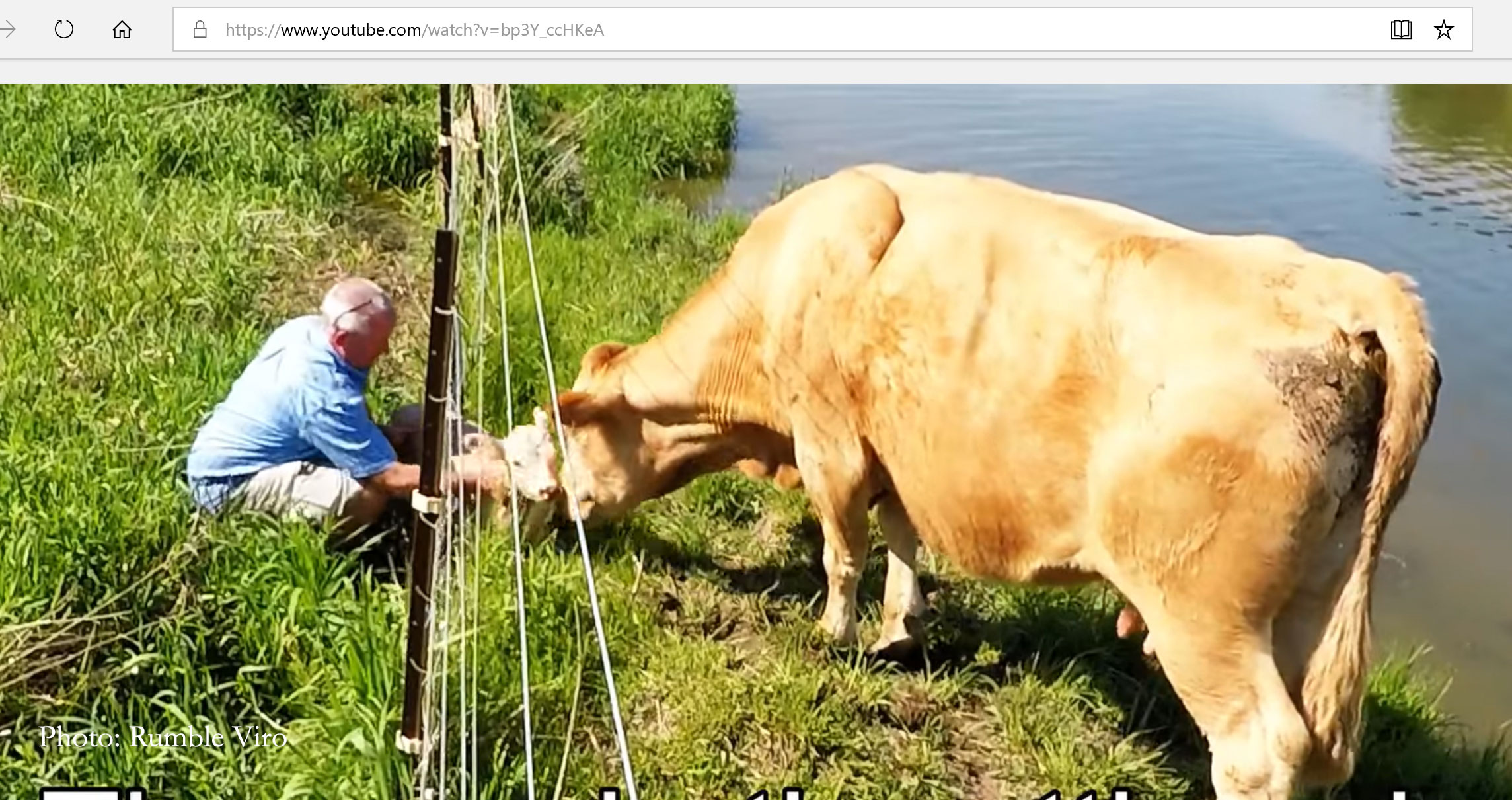 The Line That Can’t Be Crossed: The Politics of Skinning a Cow