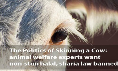 The Politics of Skinning a Cow and Halal