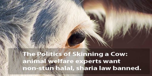 The Politics of Skinning a Cow and Halal