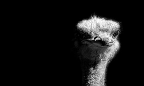 Canadian Ostrich Antibodies and Our Humanity