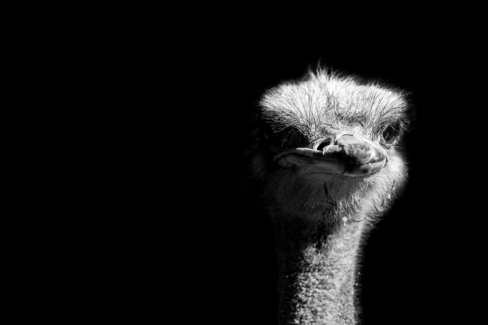 Canadian Ostrich Antibodies and Our Humanity